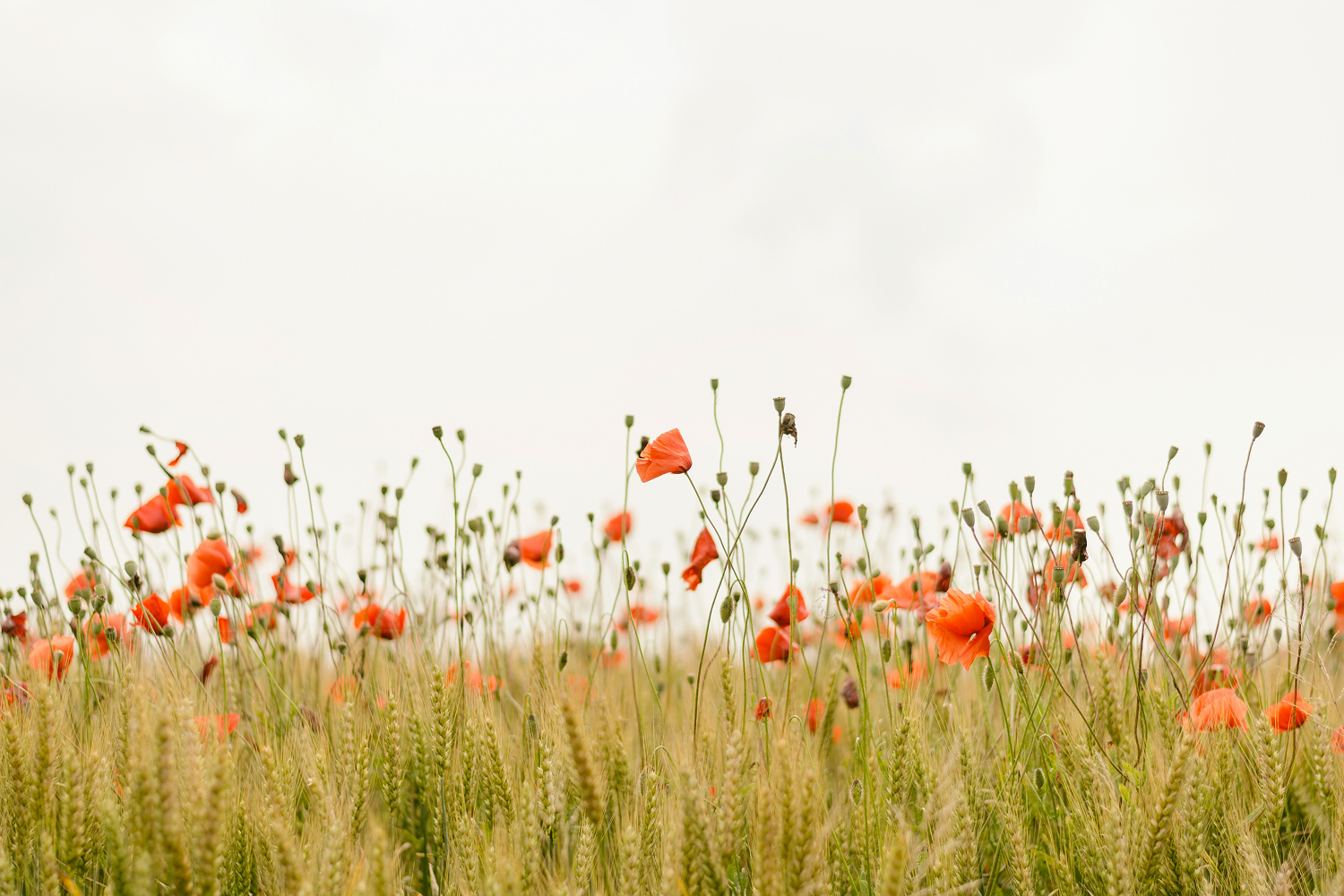 Prairie fleurie de coquelicots